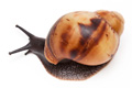 Archachatina marginata marginata Cameroon juvenil